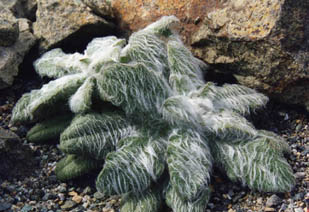 Hieracium eriophorum